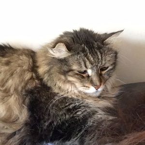 Meet your Posher, Minnie